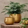 Handcrafted Brass Planters